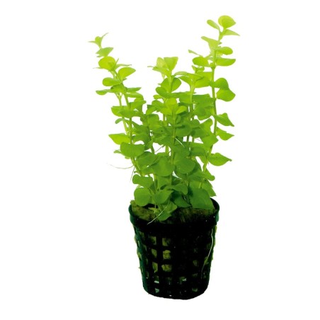 Lysimachia nummularia 'Aurea'