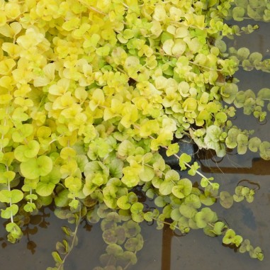 Lysimachia nummularia