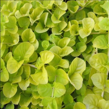 Lysimachia nummularia