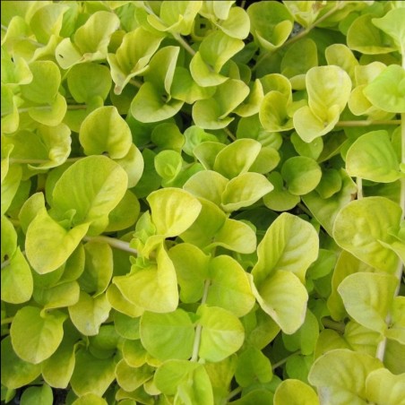 Lysimachia nummularia
