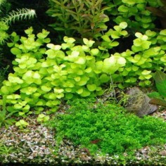 Lysimachia Nummularia 2