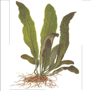 Aponogeton Boivianus