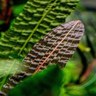 Aponogeton Boivianus
