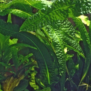 Aponogeton Boivianus