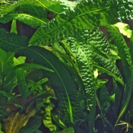 Aponogeton Boivianus