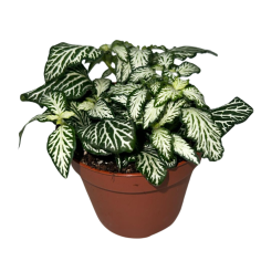 Fittonia albivenis 'White Tiger' (White / Green)
