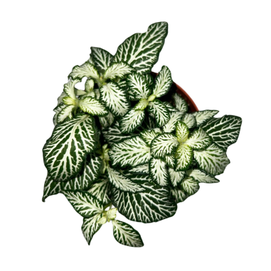 Fittonia albivenis 'White Tiger' (White / Green)
