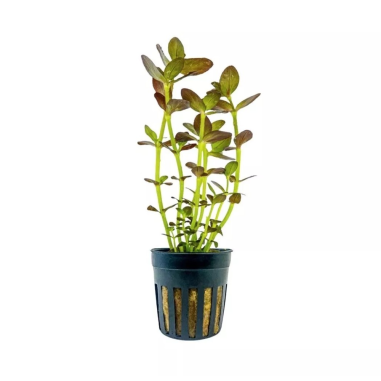 Bacopa Salzmannii 'Purple'