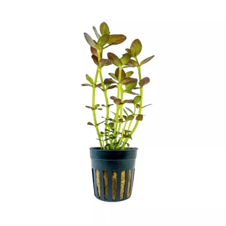 Bacopa Salzmannii 'Purple'