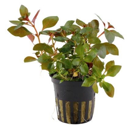 Ludwigia Repens