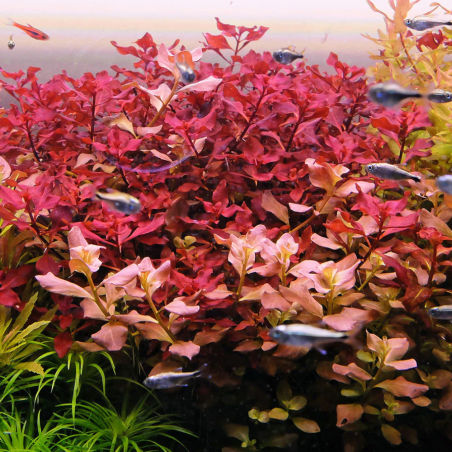 Ludwigia Repens