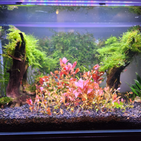 Ludwigia Repens