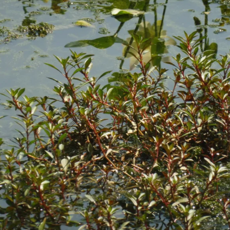 Ludwigia Repens