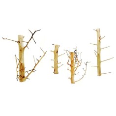 DecorLine Long Hands Wood - Legni decorativi naturali per acquari d' acqua dolce
