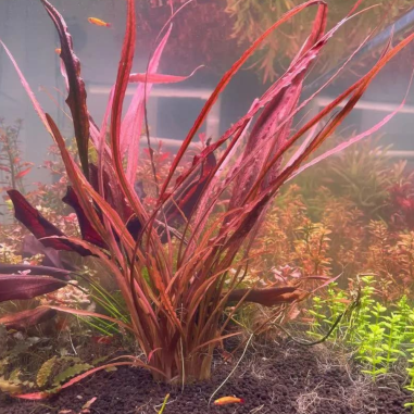 Cryptocoryne Spiralis 'Red'