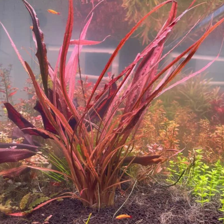 Cryptocoryne Spiralis 'Red'