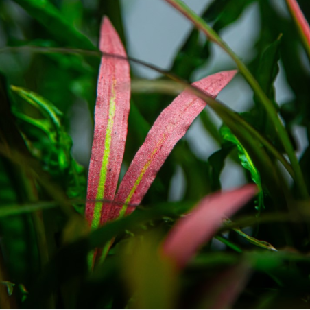 Cryptocoryne Spiralis 'Red'