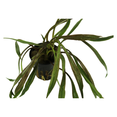 Cryptocoryne Spiralis 'Red'