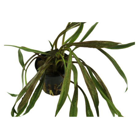 Cryptocoryne Spiralis 'Red'