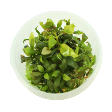 Troplant Linea Vitro Alternanthera "Ocipus" Ø 60