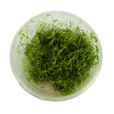 Troplant Linea Vitro Utricularia Graminifolia Ø 90 2