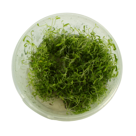 Utricularia graminifolia