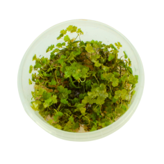 Hydrocotyle Tripartita 'Japan' in Troplant Linea Vitro Ø 90 2