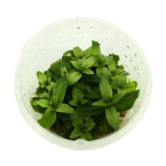 Troplant Linea Vitro Staurogyne Repens Ø 60 2