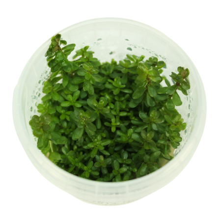 Troplant Linea Vitro Ammania Sp Bonsai Ø 60