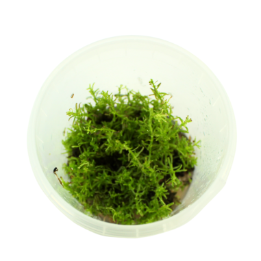 Troplant Linea Vitro Didiplis Diandra Ø 60