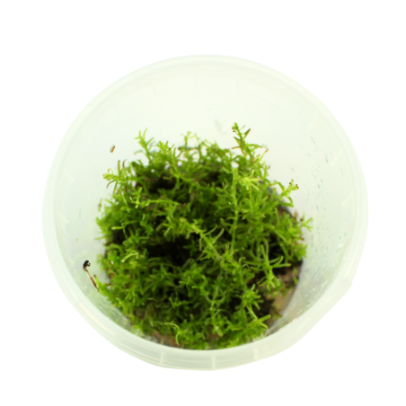 Troplant Linea Vitro Didiplis Diandra Ø 60