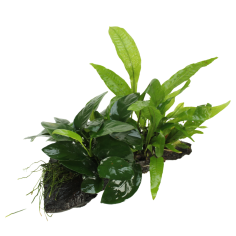 Tronco Composizione Anubias Microsorium E Muschi - Misura Large 35/45cm