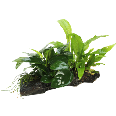 Tronco Composizione Anubias Microsorium E Muschi - Misura Large 35/45cm