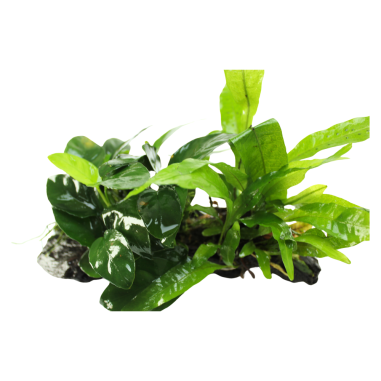Tronco Composizione Anubias Microsorium E Muschi - Misura Large 35/45cm