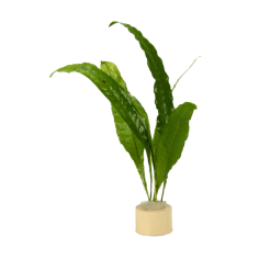 Microsorum Pteropus - mazzetto