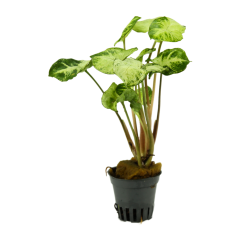 Syngonium Pixie