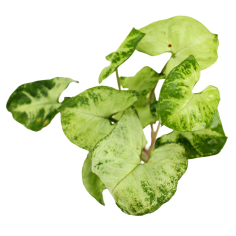 Syngonium Pixie 2