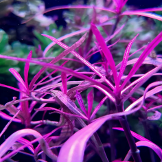 Hygrophila lancea 'Chai' in vitro 2