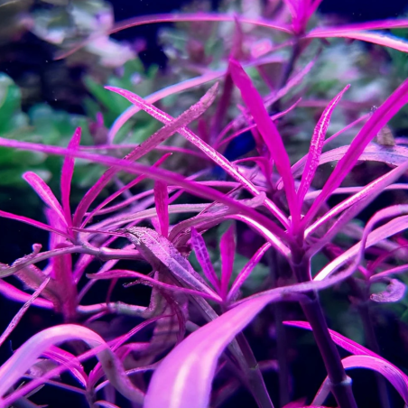 Hygrophila lancea 'Chai' in vitro