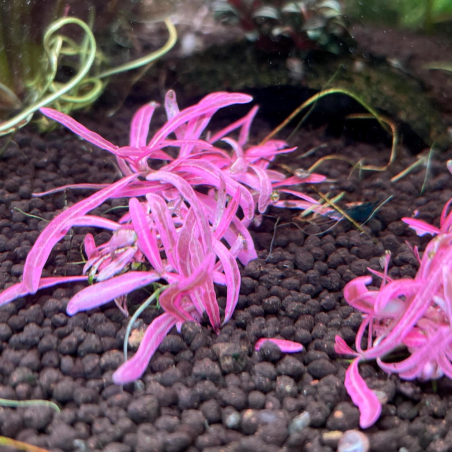 Hygrophila lancea 'Chai' in vitro
