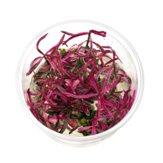 Hygrophila lancea 'Chai' in vitro