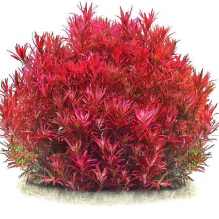 Rotala Rotundifolia Blood Red
