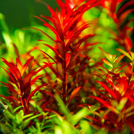 Rotala Rotundifolia Blood Red