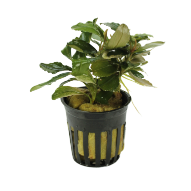 Bucephalandra 'Malawi Pink'