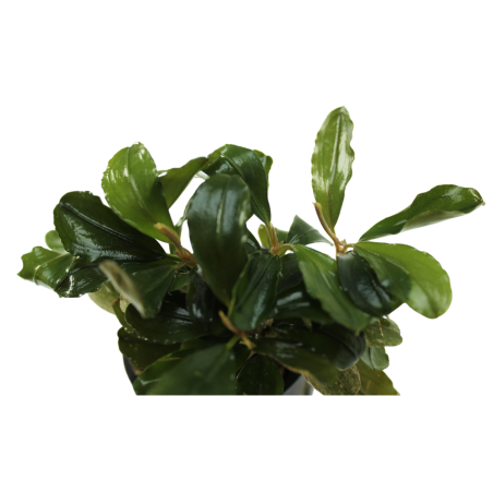 Bucephalandra 'Malawi Pink'