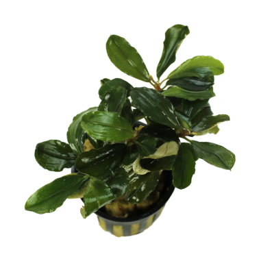Bucephalandra 'Malawi Pink'