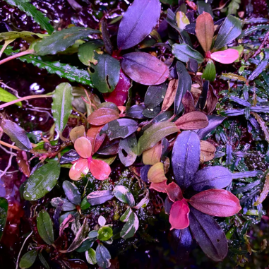 Bucephalandra 'Malawi Pink'