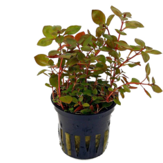 Ludwigia sp. 'Mini Super Red'
