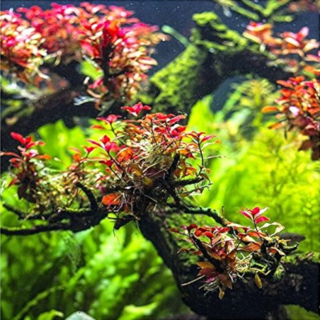 Ludwigia sp. 'Mini Super Red'