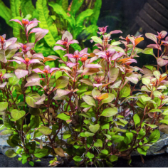 Ludwigia sp. 'Mini Super Red' 2